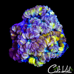 ULTIMATE RAINBOW WILSONI W/ YELLOW