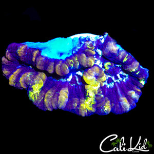 ULTRA RAINBOW WILSONI