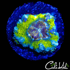 RARE ASIAN ACAN