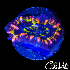 ELECTRIC EYE RAINBOW ACAN