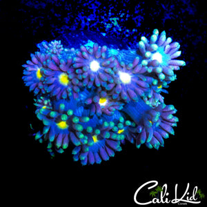 ULTRA RAINBOW GONI