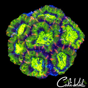ULTRA RAINBOW ACAN MINI COLONY