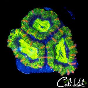 ULTRA RAINBOW ACAN TRIPLE