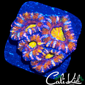 CK MIND FREAK ACAN QUAD