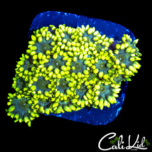 LEMON LIME GONI