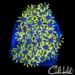 ULTRA GREEN STAR POLYPS