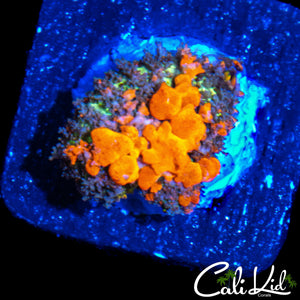 CB SUNKIST BOUNCE SHROOM