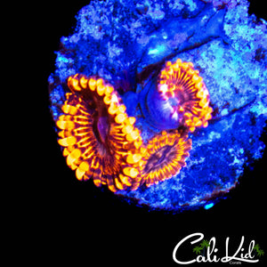 MYSTERY ZOA TRIPLE