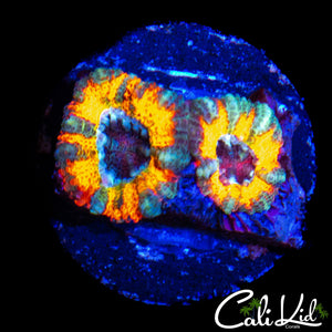 CK MANGO TANGO ACAN DOUBLE