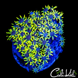 ULTRA GREEN STAR POLYPS