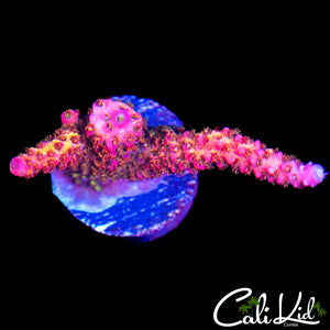 PC RAINBOW ACRO