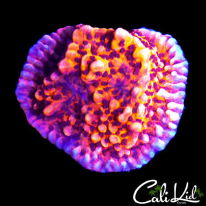 RRU NAUTI SPIRAL MONTI