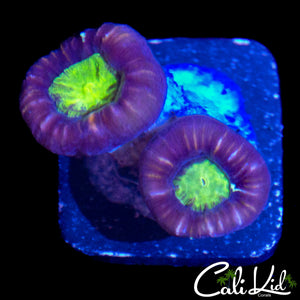 PURPLE RIM DUNCAN DOUBLE