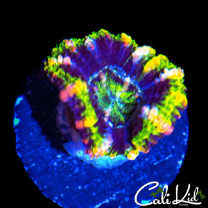 ULTRA RAINBOW ACAN LORD