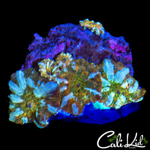CK WHITE GHOST BOUNCE SHROOM ROCK