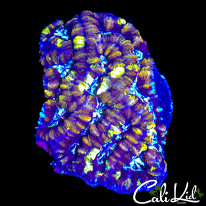 ULTRA RAINBOW WILSONI CHUNK