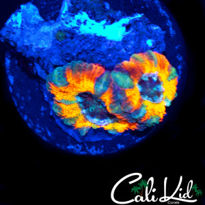 CK MANGO TANGO ACAN DOUBLE