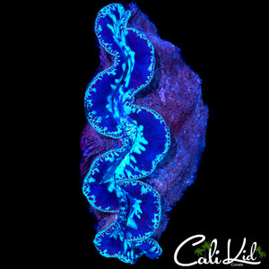 BEAUTIFUL LARGE CLAM