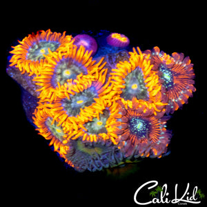 ASSORTED ZOA MINI COLONY