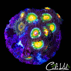 ASSORTED ZOA MINI COLONY