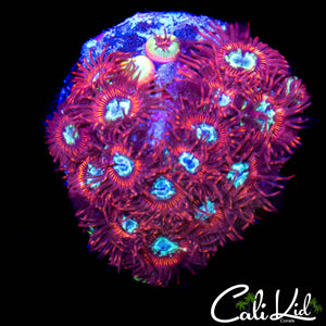 CK SPOTIFY ZOA COLONY