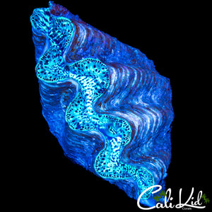 BEAUTIFUL LARGE CLAM