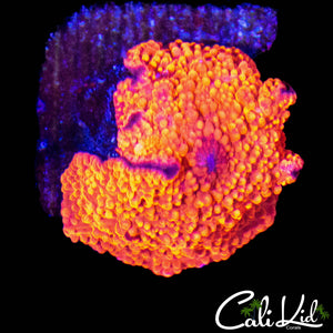 MYSTERY DISCO MUSHROOM