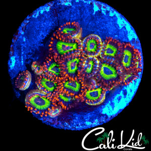 FRUIT LOOPS ZOA COLONY