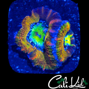 CK THE KUSH ACAN ACAN MORPH DOUBLE