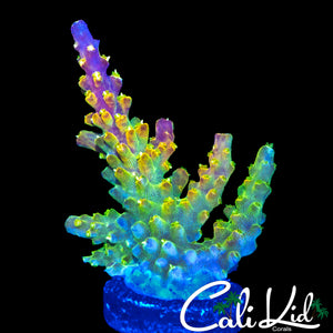 CK GOLDEN GODDESS ACRO