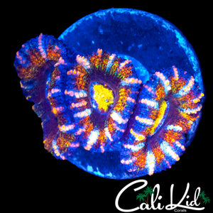 CK MIND FREAK ACAN TRIPLE