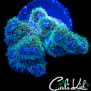 BI COLOR STYLO