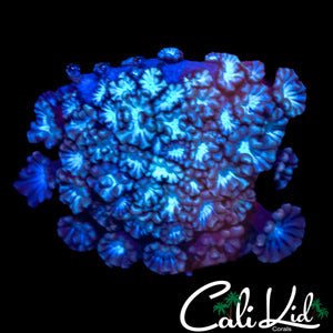 ULTRA BI COLOR ALVEOPORA