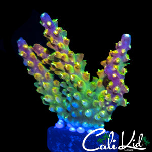 CK GOLDEN GODDESS ACRO