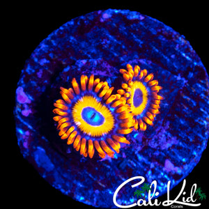 BBEB ZOA DOUBLE
