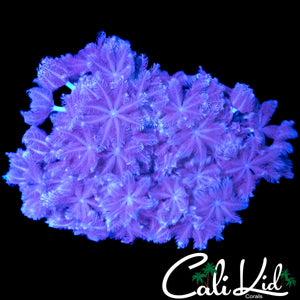 PULSATING XENIA CHUNK