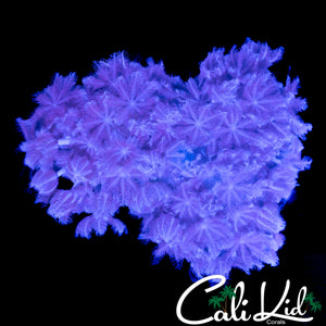 PULSATING XENIA CHUNK