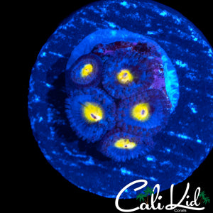 AOI ZOA MINI COLONY