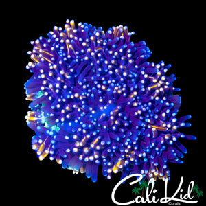 GOLDEN GALAXIA