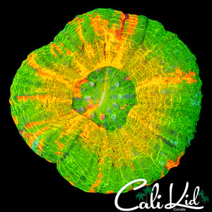 BLINDING RARE COLOR SCOLY W/ YELLOW