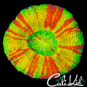 RARE PATTERN 4 COLOR SCOLY