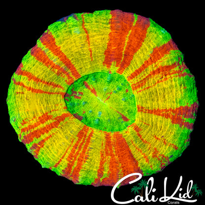 RARE PATTERN 4 COLOR SCOLY
