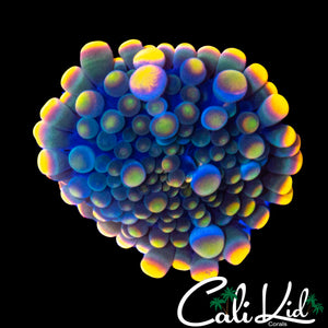 BEAUTIFUL RAINBOW BUBBLE MUSHROOM