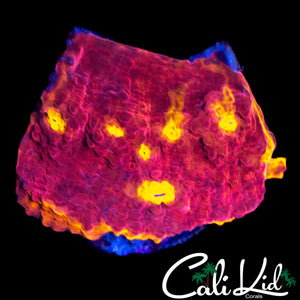 RAINBOW CHALICE (MULTI EYES)