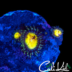 BIT COIN TYPE ZOA TRIPLE