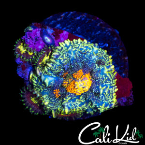 SUN SPOT RHODACTIS W/ ZOAS