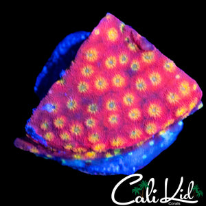 RAINBOW CYPHASTREA CHUNK