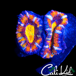 CK MIND FREAK ACAN DOUBLE