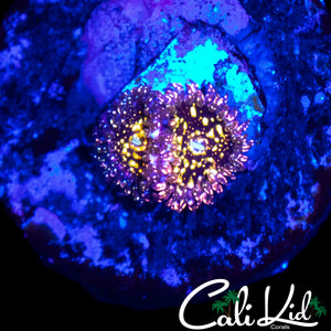 ACID TRIP ZOA DOUBLE