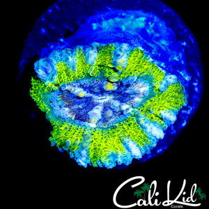 RARE ASIAN ACAN